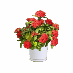 West Indian Jasmine (RED Type 2)